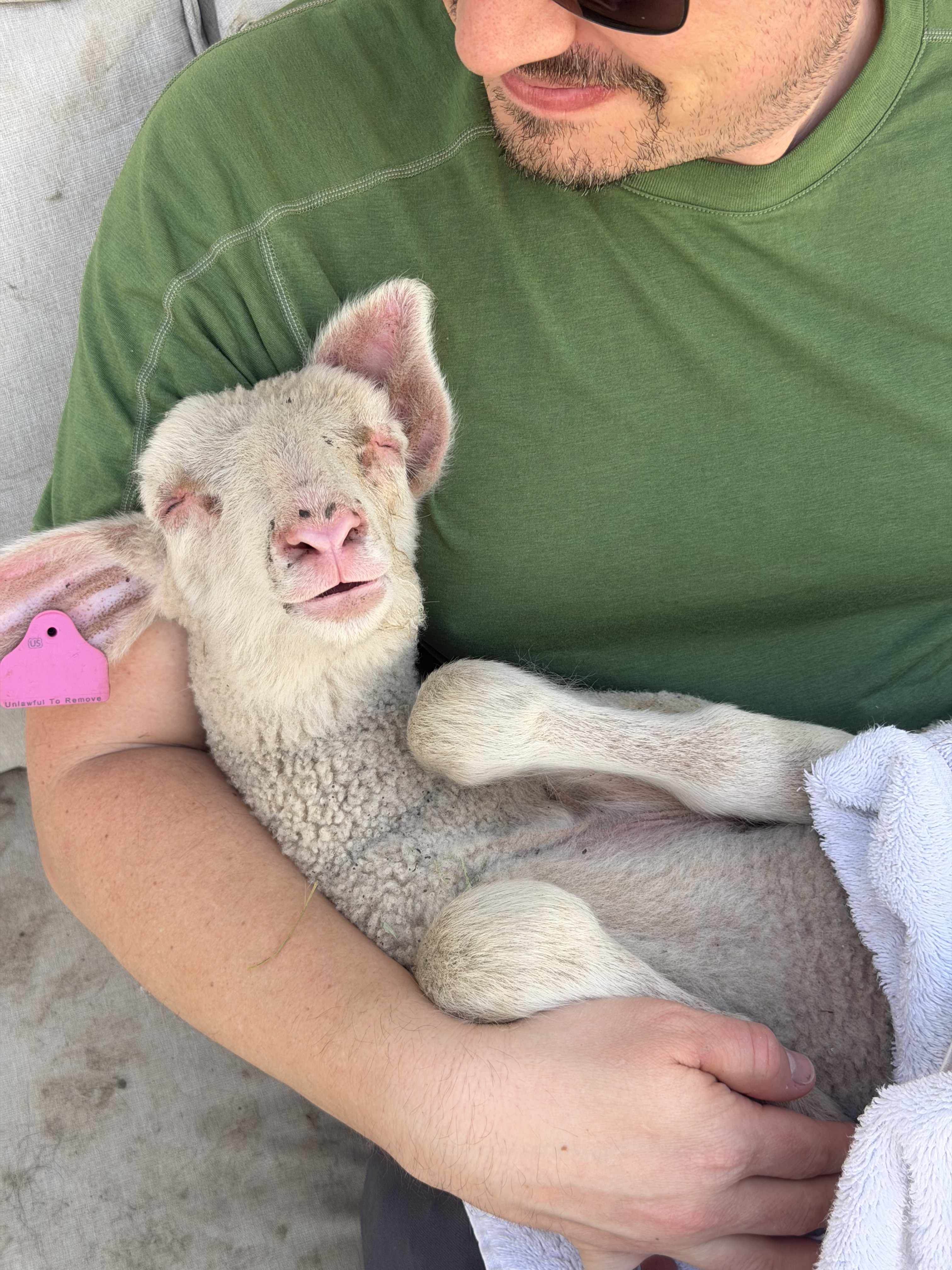 Elizabeth cradling a newborn lamb on The Beartooth Homestead, Billings, Montana